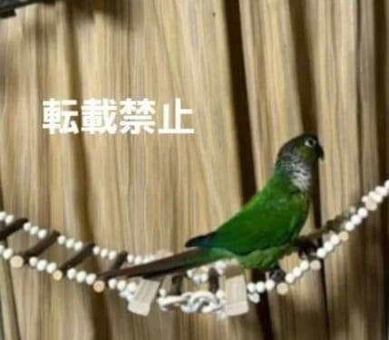 324　吊り橋　はしご　止まり木　バードトイ